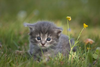 Peut-on imposer la taille maximum du pli sans l’avoir annoncé?